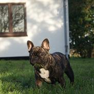 Fransk bulldog Henea Dugamale/Gucci
