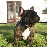 Fransk bulldog Henea Dugamale/Gucci