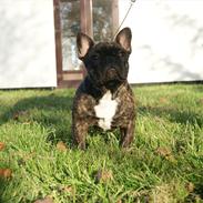 Fransk bulldog Henea Dugamale/Gucci