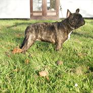 Fransk bulldog Henea Dugamale/Gucci