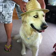 Golden retriever Spellbinder´s Gaelic Mist Lawler