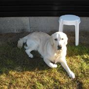 Golden retriever Spellbinder´s Gaelic Mist Lawler