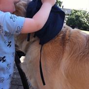 Golden retriever Spellbinder´s Gaelic Mist Lawler