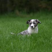 Welsh corgi cardigan Eeys