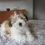 Coton de tulear Daisy