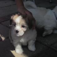 Coton de tulear Daisy