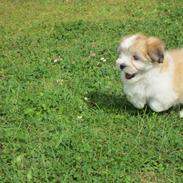 Coton de tulear Daisy