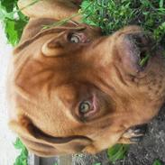 Dogue de bordeaux BS Nugget