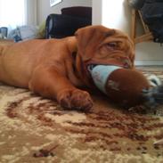 Dogue de bordeaux BS Nugget