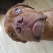 Dogue de bordeaux BS Nugget