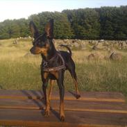Dvaergpinscher Buster