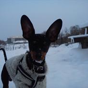 Dvaergpinscher Buster