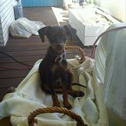 Dvaergpinscher Buster