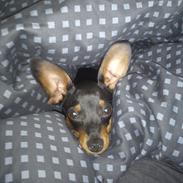 Dvaergpinscher Buster