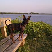Dvaergpinscher Buster