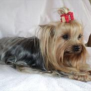 Yorkshire terrier Fiffi