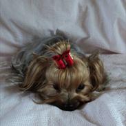 Yorkshire terrier Fiffi