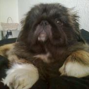 Pekingeser Louie Vuitton