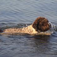 Lagotto romagnolo Balu