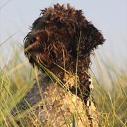 Lagotto romagnolo Balu