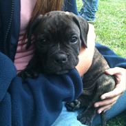 Blanding af racer Old english bulldog ~ Ozzy<3