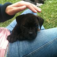 Blanding af racer Old english bulldog ~ Ozzy<3