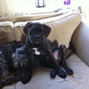 Blanding af racer Old english bulldog ~ Ozzy<3