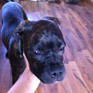 Blanding af racer Old english bulldog ~ Ozzy<3