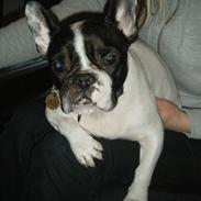 Fransk bulldog Gizmo † 2011