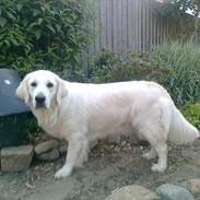 Golden retriever StrawGolden Beatyful Daimi(Luna)