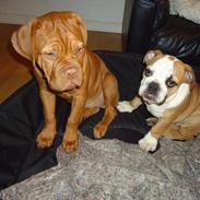 Dogue de bordeaux Bodil