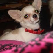 Chihuahua Stella