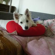 Japansk spids Meeko