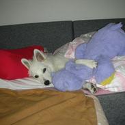 Japansk spids Meeko