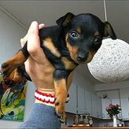 Dvaergpinscher Frida