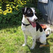 Dansk svensk gaardhund Oskar