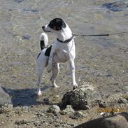 Dansk svensk gaardhund Oskar