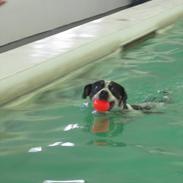 Dansk svensk gaardhund Oskar