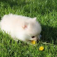 Pomeranian Liva