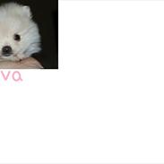 Pomeranian Liva