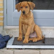 Blanding af racer Buster