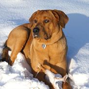 Blanding af racer Buster