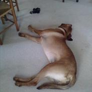 Blanding af racer Buster