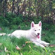 Siberian husky Koda