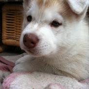 Siberian husky Koda