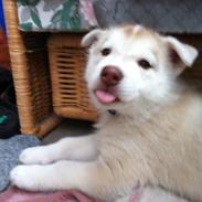 Siberian husky Koda