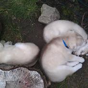 Siberian husky Koda