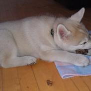 Siberian husky Koda
