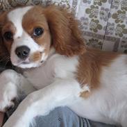 Cavalier king charles spaniel Stella