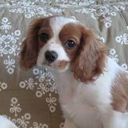 Cavalier king charles spaniel Stella